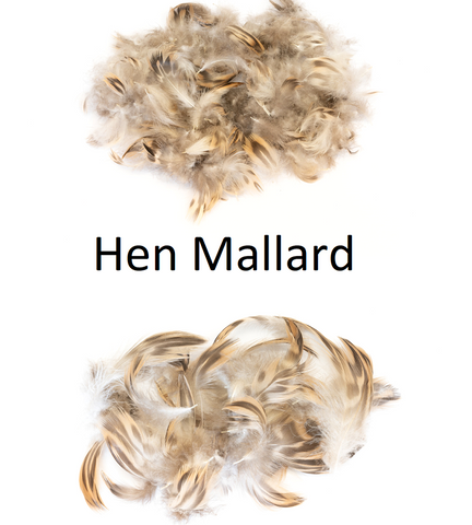 Hen Mallard Feathers