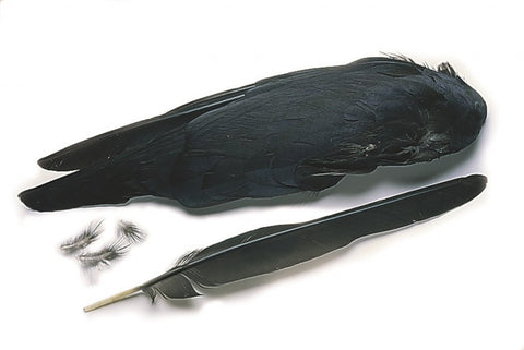 Jackdaw whole wings