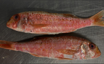 Red Mullet