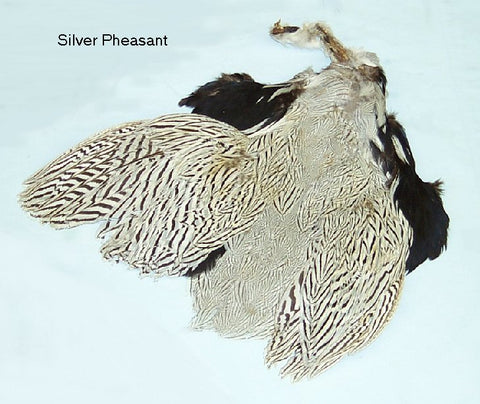 Complete Silver Pheasant Skin