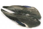 Mallard Duck Wings