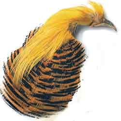 Golden Pheasant Complete head 1st Quality