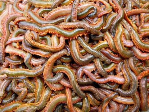 Live Ragworm